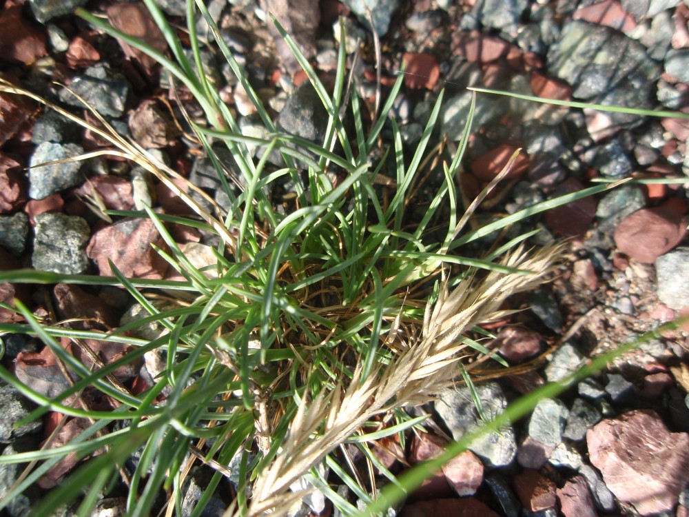 Dianthus sylvestris